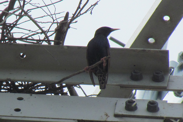 Roosting Starling