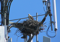 osprey